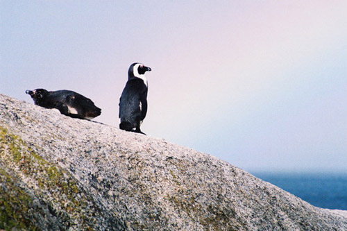 penguins