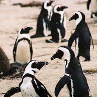penguins