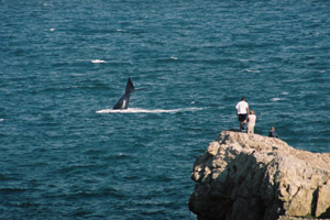 whales